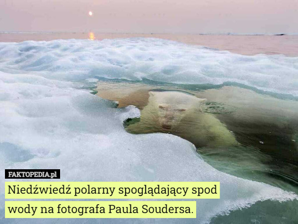 Niedźwiedź polarny spoglądający spod wody na fotografa Paula Soudersa. 