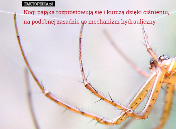 Nogi pająka rozprostowują się i kurczą dzięki ciśnieniu, na podobnej zasadzie co mechanizm hydrauliczny. 