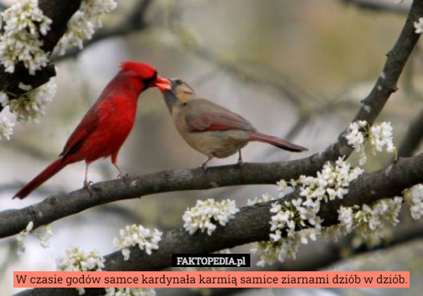 W czasie godów samce kardynała karmią samice ziarnami dziób w dziób. 