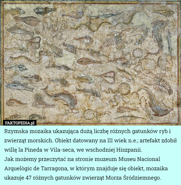 Rzymska mozaika ukazująca dużą liczbę różnych gatunków ryb i zwierząt morskich. Obiekt datowany na III wiek n.e.; artefakt zdobił willę la Pineda w Vila-seca, we wschodniej Hiszpanii.
Jak możemy przeczytać na stronie muzeum Museu Nacional Arquelògic de Tarragona, w którym znajduje się obiekt, mozaika ukazuje 47 różnych gatunków zwierząt Morza Śródziemnego. 