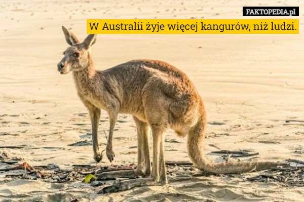 W Australii żyje więcej kangurów, niż ludzi. 