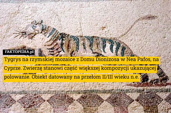 Tygrys na rzymskiej mozaice z Domu Dionizosa w Nea Pafos, na Cyprze. Zwierzę stanowi część większej kompozycji ukazującej polowanie. Obiekt datowany na przełom II/III wieku n.e. 