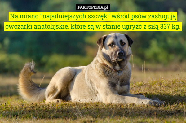 Na miano "najsilniejszych szczęk" wśród psów zasługują owczarki anatolijskie, które są w stanie ugryźć z siłą 337 kg. 