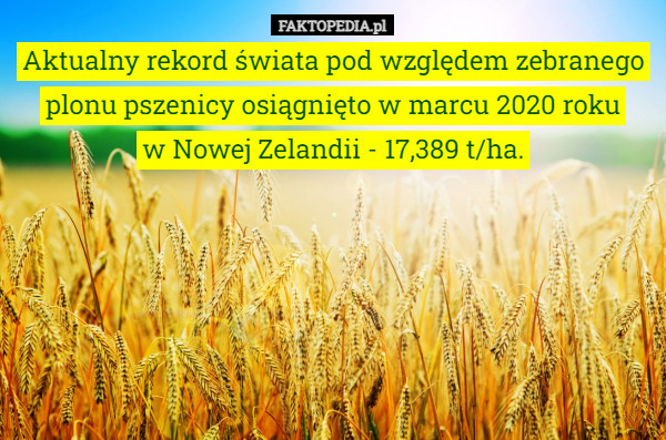 Aktualny rekord świata pod względem zebranego plonu pszenicy osiągnięto w marcu 2020 roku
 w Nowej Zelandii - 17,389 t/ha. 
