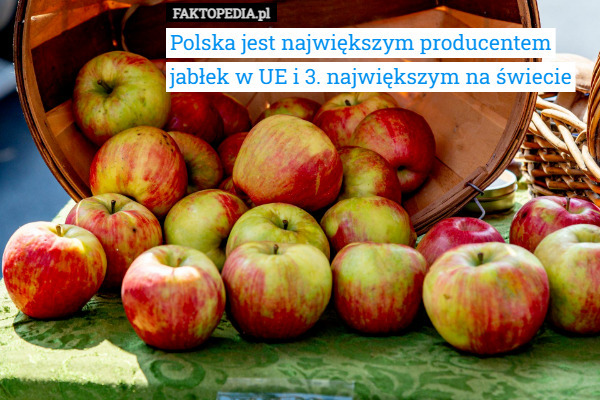 Polska jest największym producentem jabłek w UE i 3. największym na świecie 