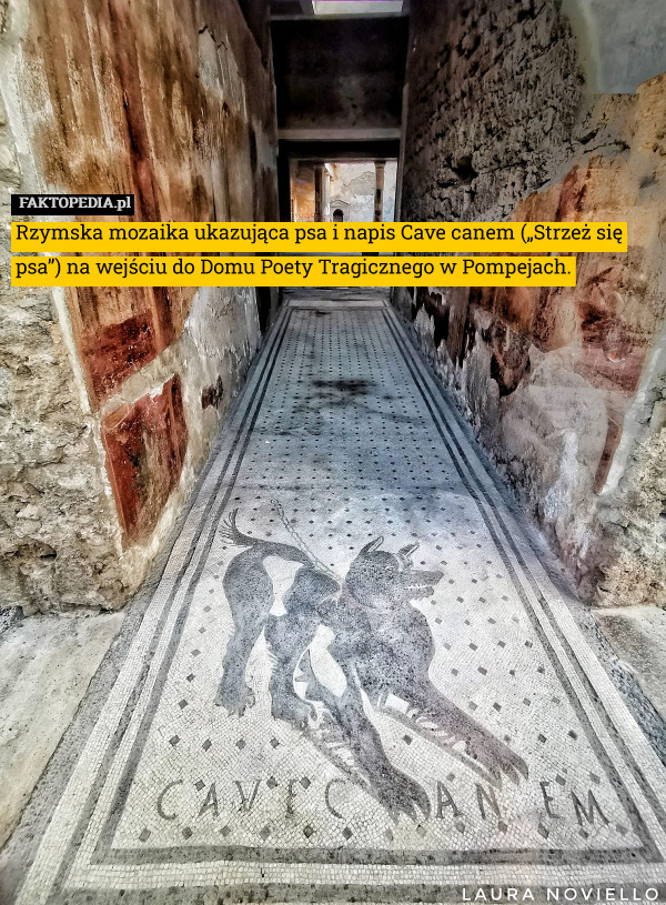 Rzymska mozaika ukazująca psa i napis Cave canem („Strzeż się psa”) na wejściu do Domu Poety Tragicznego w Pompejach. 