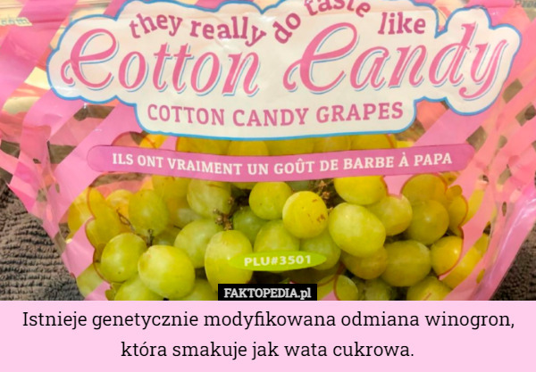 Istnieje genetycznie modyfikowana odmiana winogron, która smakuje jak wata cukrowa. 