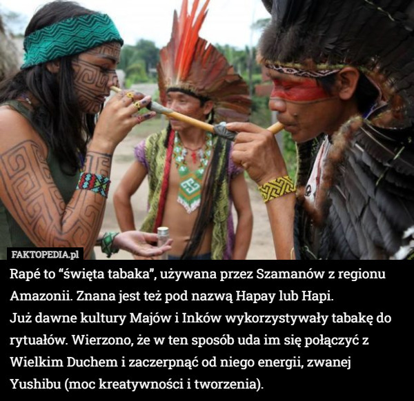 Rapé to “święta tabaka”, używana przez Szamanów z regionu Amazonii. Znana jest też pod nazwą Hapay lub Hapi.
 Już dawne kultury Majów i Inków wykorzystywały tabakę do rytuałów. Wierzono, że w ten sposób uda im się połączyć z Wielkim Duchem i zaczerpnąć od niego energii, zwanej Yushibu (moc kreatywności i tworzenia). 