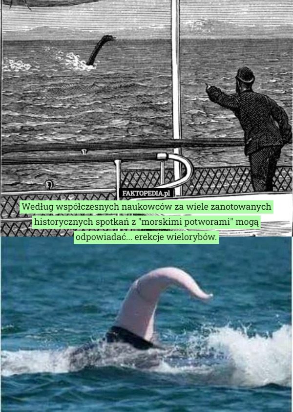 Według współczesnych naukowców za wiele zanotowanych historycznych spotkań z "morskimi potworami" mogą odpowiadać... erekcje wielorybów. 