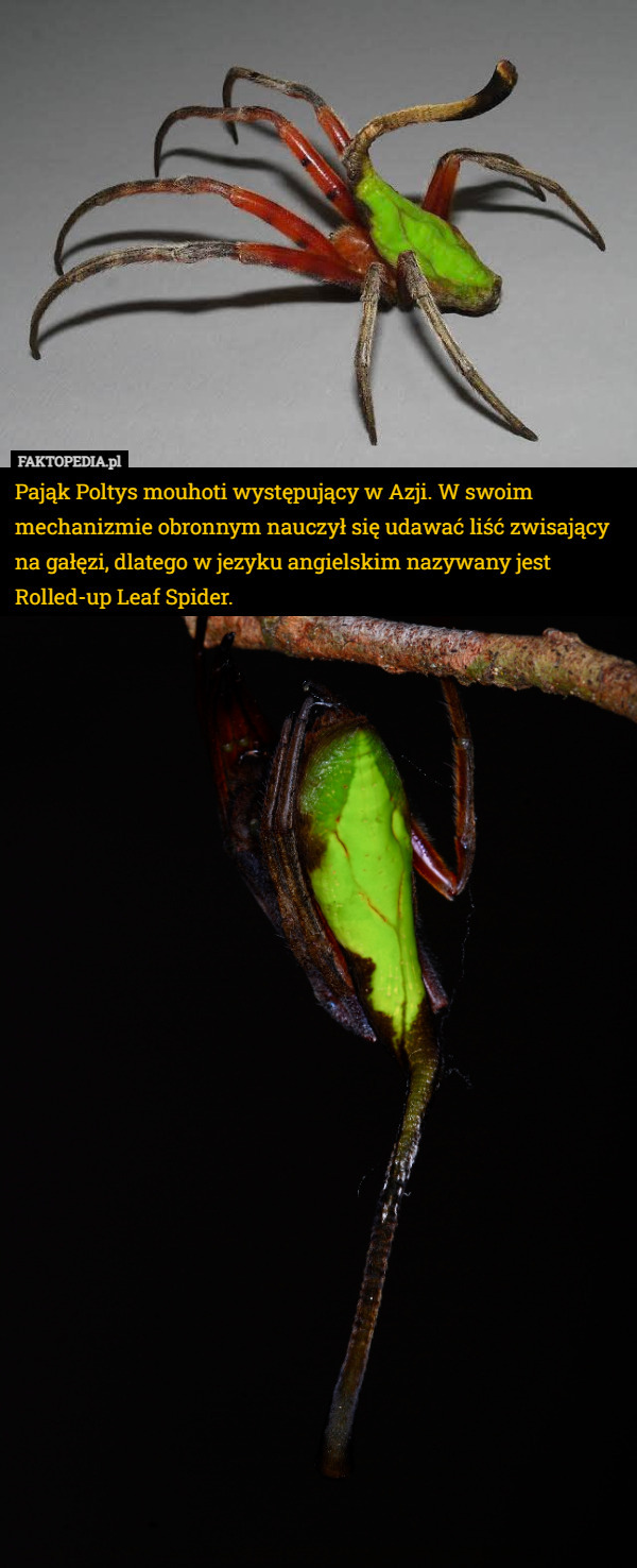 Pająk Poltys mouhoti występujący w Azji. W swoim mechanizmie obronnym nauczył się udawać liść zwisający na gałęzi, dlatego w jezyku angielskim nazywany jest Rolled-up Leaf Spider. 