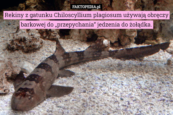 Rekiny z gatunku Chiloscyllium plagiosum używają obręczy barkowej do „przepychania” jedzenia do żołądka. 