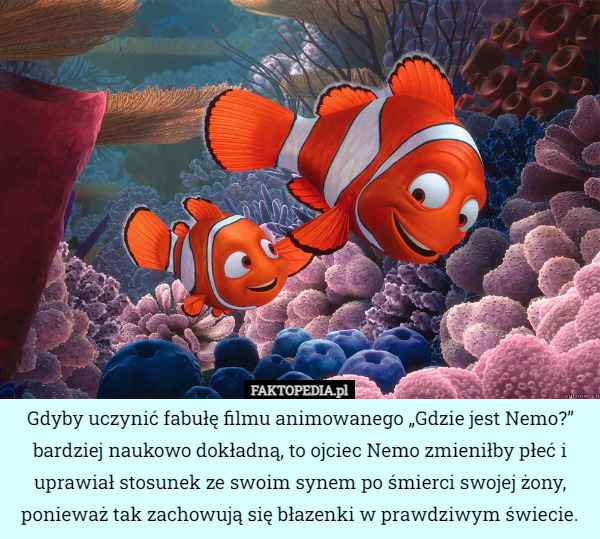 Gdyby uczynić fabułę filmu animowanego „Gdzie jest Nemo?” bardziej naukowo dokładną, to ojciec Nemo zmieniłby płeć i uprawiał stosunek ze swoim synem po śmierci swojej żony, ponieważ tak zachowują się błazenki w prawdziwym świecie. 
