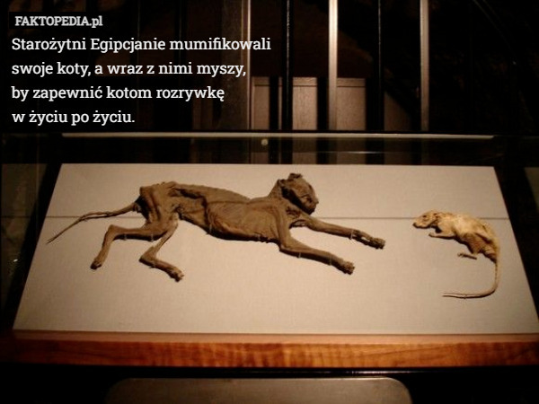 Starożytni Egipcjanie mumifikowali
 swoje koty, a wraz z nimi myszy,
 by zapewnić kotom rozrywkę
 w życiu po życiu. 