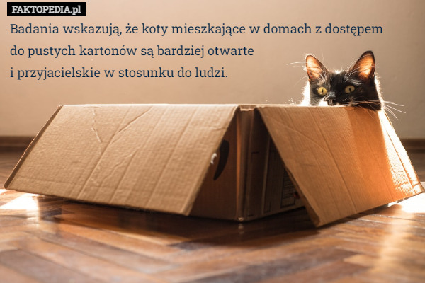 Badania wskazują, że koty mieszkające w domach z dostępem
do pustych kartonów są bardziej otwarte
i przyjacielskie w stosunku do ludzi. 