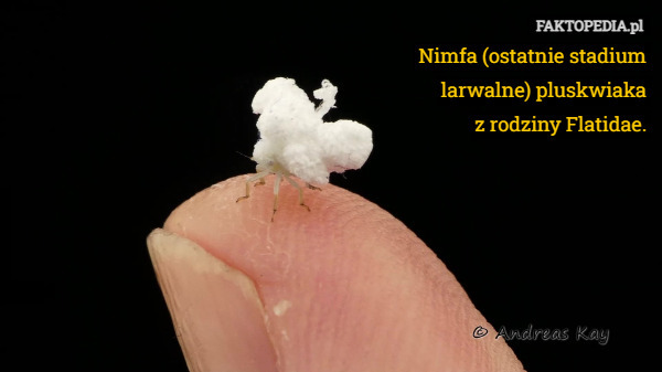 Nimfa (ostatnie stadium larwalne) pluskwiaka
 z rodziny Flatidae. 