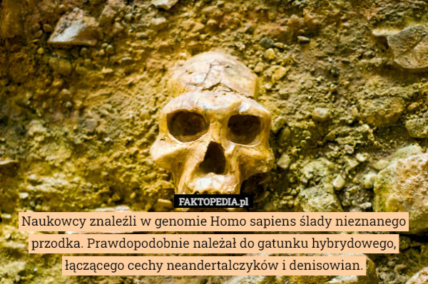Naukowcy znaleźli w genomie Homo sapiens ślady nieznanego przodka. Prawdopodobnie należał do gatunku hybrydowego, łączącego cechy neandertalczyków i denisowian. 