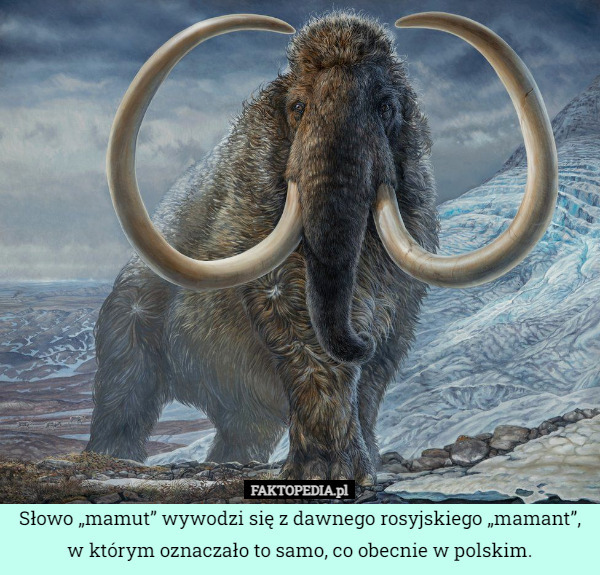 Słowo „mamut” wywodzi się z dawnego rosyjskiego „mamant”, w którym oznaczało to samo, co obecnie w polskim. 