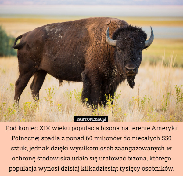 Pod koniec XIX wieku populacja bizona na terenie Ameryki Północnej spadła z ponad 60 milionów do niecałych 550 sztuk, jednak dzięki wysiłkom osób zaangażowanych w ochronę środowiska udało się uratować bizona, którego populacja wynosi dzisiaj kilkadziesiąt tysięcy osobników. 