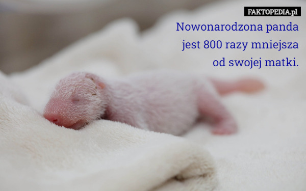 Nowonarodzona panda
 jest 800 razy mniejsza
 od swojej matki. 