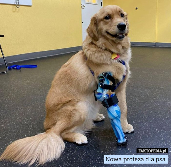 Nowa proteza dla psa. 