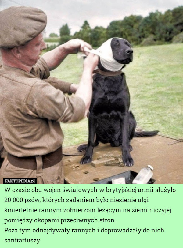 W czasie obu wojen światowych w brytyjskiej armii służyło 20 000 psów, których zadaniem było niesienie ulgi śmiertelnie rannym żołnierzom leżącym na ziemi niczyjej pomiędzy okopami przeciwnych stron.
Poza tym odnajdywały rannych i doprowadzały do nich sanitariuszy. 