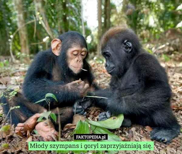 Młody szympans i goryl zaprzyjaźniają się. 