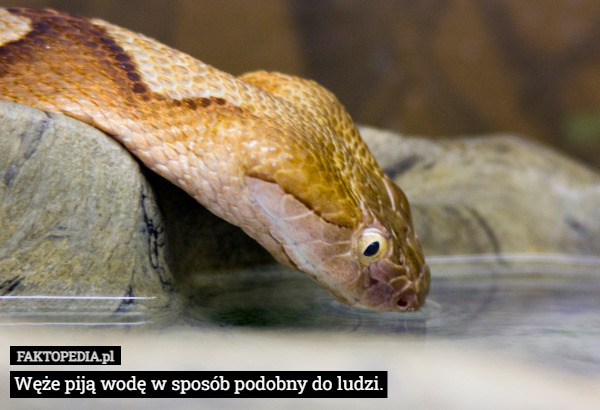 Węże piją wodę w sposób podobny do ludzi. 