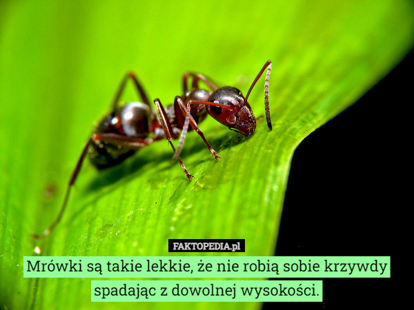 Mrówki są takie lekkie, że nie robią sobie krzywdy spadając z dowolnej wysokości. 