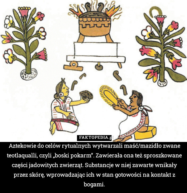 Aztekowie do celów rytualnych wytwarzali maść/mazidło zwane teotlaqualli, czyli „boski pokarm”. Zawierała ona też sproszkowane części jadowitych zwierząt. Substancje w niej zawarte wnikały przez skórę, wprowadzając ich w stan gotowości na kontakt z bogami. 