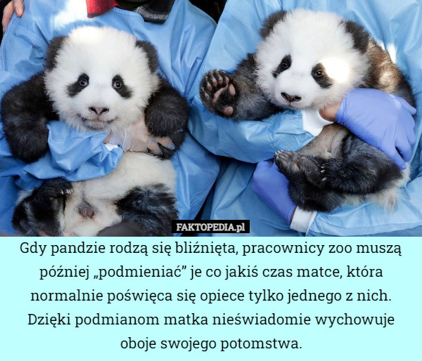 Gdy pandzie rodzą się bliźnięta, pracownicy zoo muszą później „podmieniać” je co jakiś czas matce, która normalnie poświęca się opiece tylko jednego z nich. Dzięki podmianom matka nieświadomie wychowuje oboje swojego potomstwa. 