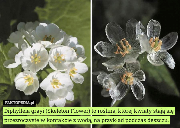 Diphylleia grayi (Skeleton Flower) to roślina, której kwiaty stają się przezroczyste w kontakcie z wodą, na przykład podczas deszczu. 