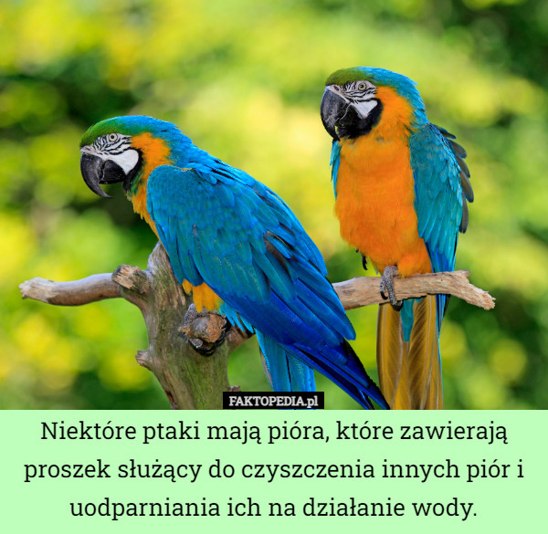 Niektóre ptaki mają pióra, które zawierają proszek służący do czyszczenia innych piór i uodparniania ich na działanie wody. 
