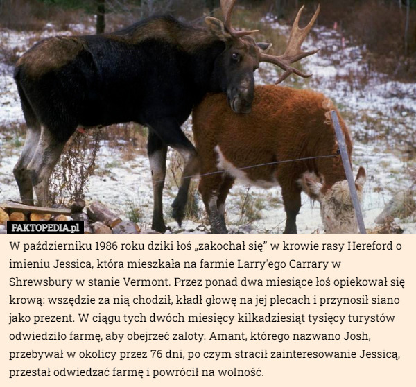 W październiku 1986 roku dziki łoś „zakochał się” w krowie rasy Hereford o imieniu Jessica, która mieszkała na farmie Larry'ego Carrary w Shrewsbury w stanie Vermont. Przez ponad dwa miesiące łoś opiekował się krową: wszędzie za nią chodził, kładł głowę na jej plecach i przynosił siano jako prezent. W ciągu tych dwóch miesięcy kilkadziesiąt tysięcy turystów odwiedziło farmę, aby obejrzeć zaloty. Amant, którego nazwano Josh, przebywał w okolicy przez 76 dni, po czym stracił zainteresowanie Jessicą, przestał odwiedzać farmę i powrócił na wolność. 