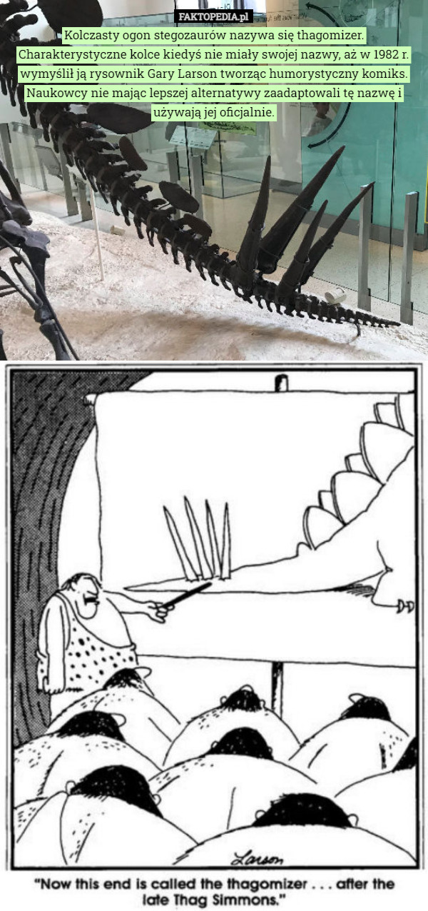 Kolczasty ogon stegozaurów nazywa się thagomizer.
Charakterystyczne kolce kiedyś nie miały swojej nazwy, aż w 1982 r. wymyślił ją rysownik Gary Larson tworząc humorystyczny komiks. Naukowcy nie mając lepszej alternatywy zaadaptowali tę nazwę i używają jej oficjalnie. 