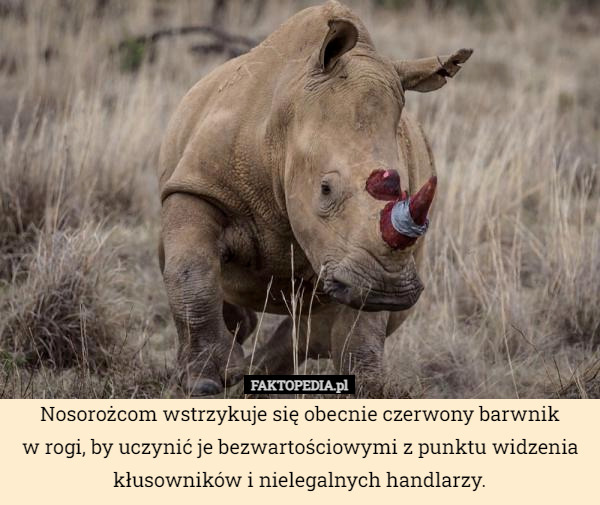 Nosorożcom wstrzykuje się obecnie czerwony barwnik
w rogi, by uczynić je bezwartościowymi z punktu widzenia kłusowników i nielegalnych handlarzy. 
