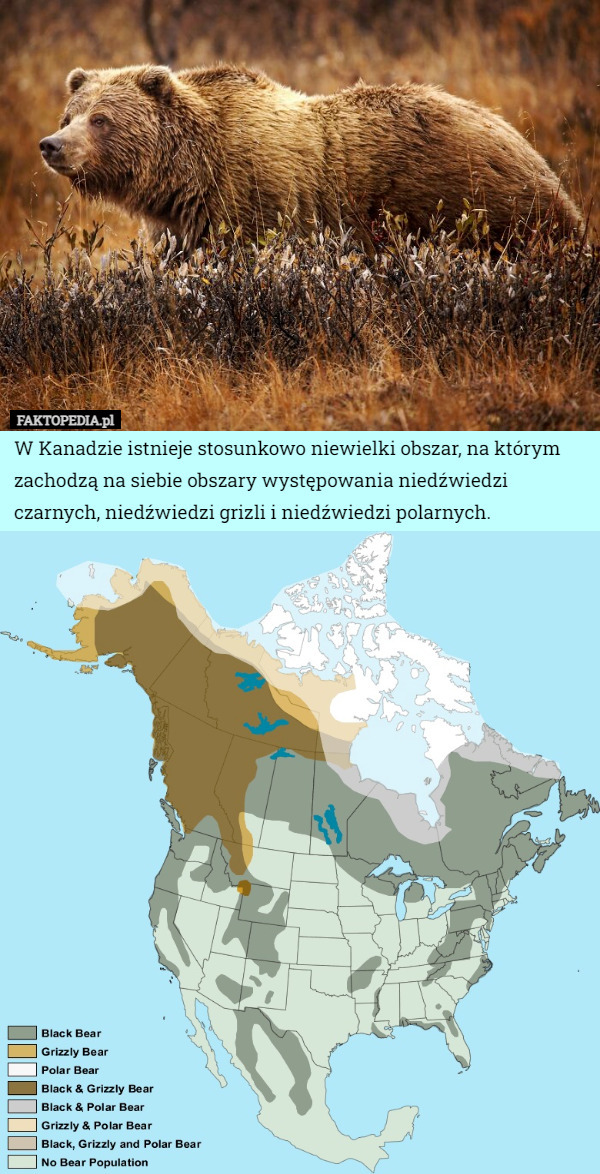 W Kanadzie istnieje stosunkowo niewielki obszar, na którym zachodzą na siebie obszary występowania niedźwiedzi czarnych, niedźwiedzi grizli i niedźwiedzi polarnych. 