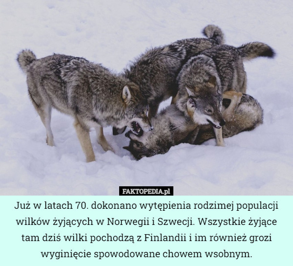 Już w latach 70. dokonano wytępienia rodzimej populacji wilków żyjących w Norwegii i Szwecji. Wszystkie żyjące tam dziś wilki pochodzą z Finlandii i im również grozi wyginięcie spowodowane chowem wsobnym. 