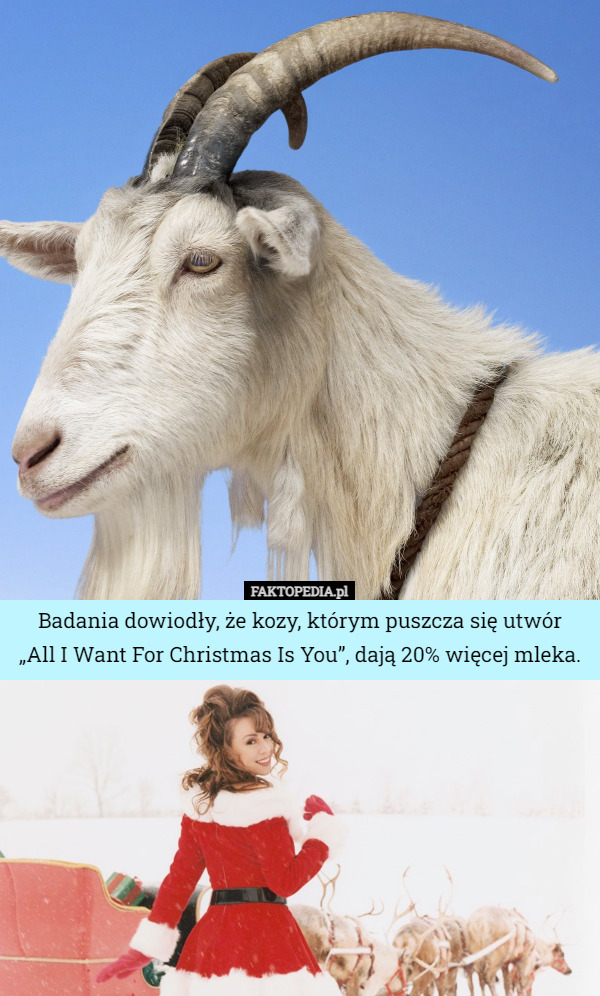 Badania dowiodły, że kozy, którym puszcza się utwór
 „All I Want For Christmas Is You”, dają 20% więcej mleka. 