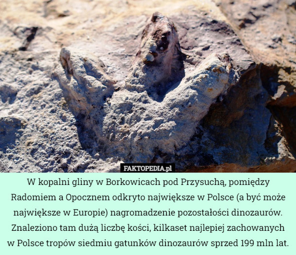 W kopalni gliny w Borkowicach pod Przysuchą, pomiędzy Radomiem a Opocznem odkryto największe w Polsce (a być może największe w Europie) nagromadzenie pozostałości dinozaurów. Znaleziono tam dużą liczbę kości, kilkaset najlepiej zachowanych w Polsce tropów siedmiu gatunków dinozaurów sprzed 199 mln lat. 