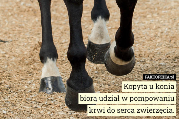 Kopyta u konia
 biorą udział w pompowaniu
 krwi do serca zwierzęcia. 