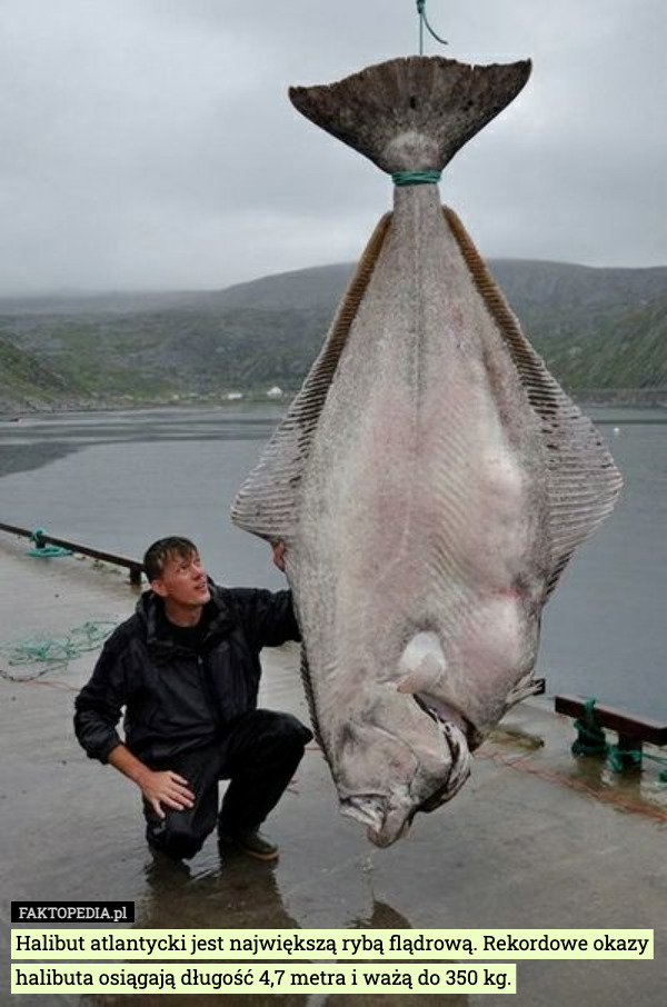 Halibut atlantycki jest największą rybą flądrową. Rekordowe okazy halibuta osiągają długość 4,7 metra i ważą do 350 kg. 