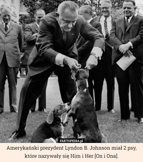Amerykański prezydent Lyndon B. Johnson miał 2 psy, które nazywały się Him i Her [On i Ona]. 