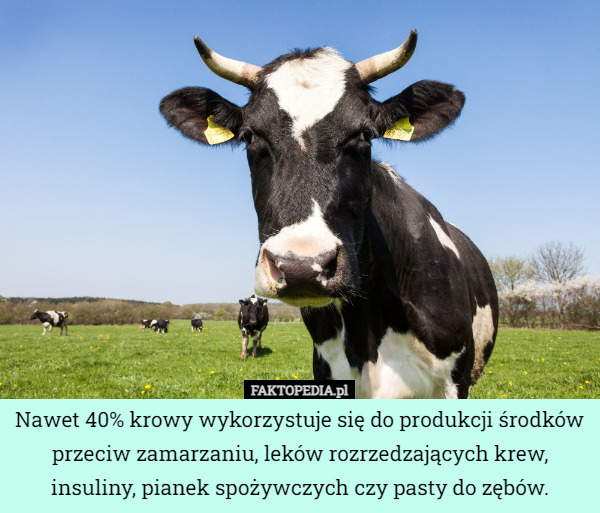 Nawet 40% krowy wykorzystuje się do produkcji środków przeciw zamarzaniu, leków rozrzedzających krew, insuliny, pianek spożywczych czy pasty do zębów. 