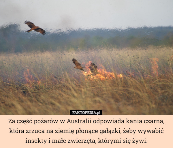 Za część pożarów w Australii odpowiada kania czarna, która zrzuca na ziemię płonące gałązki, żeby wywabić insekty i małe zwierzęta, którymi się żywi. 