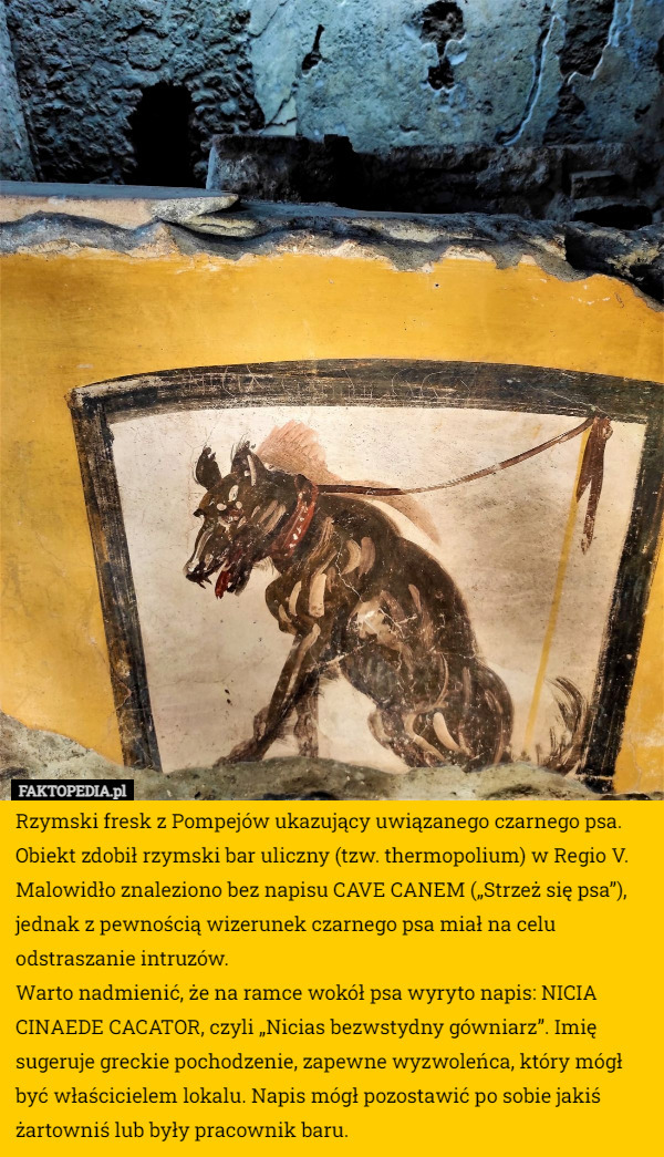 Rzymski fresk z Pompejów ukazujący uwiązanego czarnego psa. Obiekt zdobił rzymski bar uliczny (tzw. thermopolium) w Regio V. Malowidło znaleziono bez napisu CAVE CANEM („Strzeż się psa”), jednak z pewnością wizerunek czarnego psa miał na celu odstraszanie intruzów.
Warto nadmienić, że na ramce wokół psa wyryto napis: NICIA CINAEDE CACATOR, czyli „Nicias bezwstydny gówniarz”. Imię sugeruje greckie pochodzenie, zapewne wyzwoleńca, który mógł być właścicielem lokalu. Napis mógł pozostawić po sobie jakiś żartowniś lub były pracownik baru. 