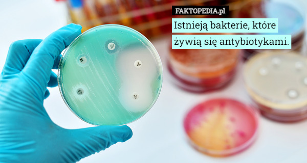 Istnieją bakterie, które żywią się antybiotykami. 