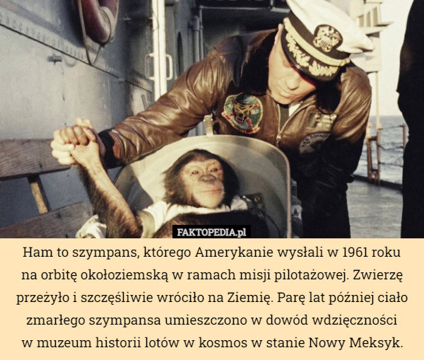 Ham to szympans, którego Amerykanie wysłali w 1961 roku
na orbitę okołoziemską w ramach misji pilotażowej. Zwierzę przeżyło i szczęśliwie wróciło na Ziemię. Parę lat później ciało zmarłego szympansa umieszczono w dowód wdzięczności
w muzeum historii lotów w kosmos w stanie Nowy Meksyk. 