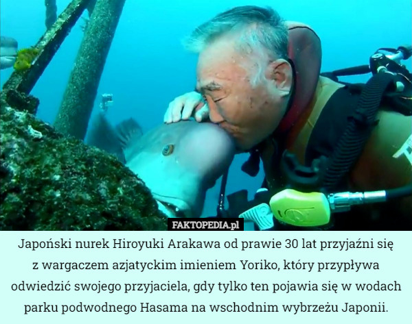 Japoński nurek Hiroyuki Arakawa od prawie 30 lat przyjaźni się
 z wargaczem azjatyckim imieniem Yoriko, który przypływa odwiedzić swojego przyjaciela, gdy tylko ten pojawia się w wodach parku podwodnego Hasama na wschodnim wybrzeżu Japonii. 