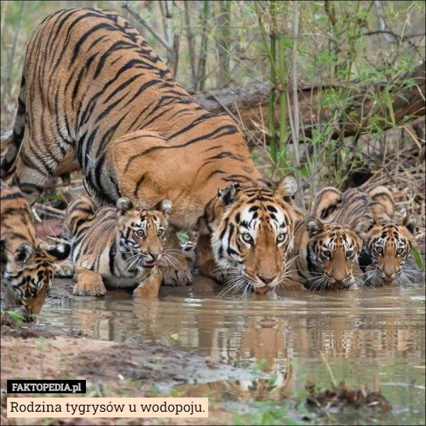 Rodzina tygrysów u wodopoju. 