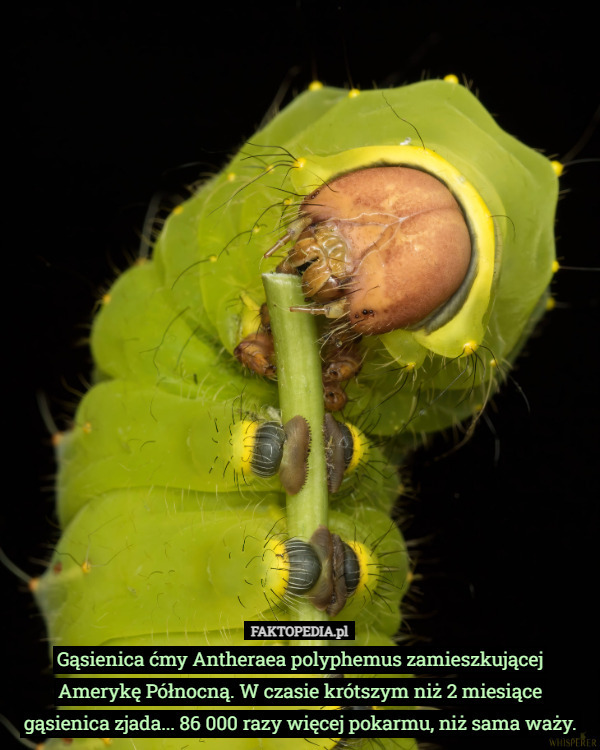 Gąsienica ćmy Antheraea polyphemus zamieszkującej Amerykę Północną. W czasie krótszym niż 2 miesiące gąsienica zjada... 86 000 razy więcej pokarmu, niż sama waży. 